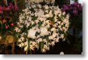 Neu-Ulmer Orchideentage 2012 121.jpg